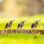 Drie metalen ijsvogels - Figuur - Metaal
