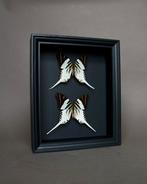 Vlinder Taxidermie volledige montage - Graphium androcles -, Verzamelen, Nieuw