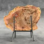 Magnifique tranche de bois pétrifié sur un support