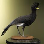 Zwarte Hokko Taxidermie Opgezette Dieren By Max, Ophalen of Verzenden, Nieuw, Vogel, Opgezet dier