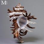 Magnifique coquillage de collection Hexaplex cichoreum f., Nieuw