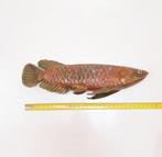 Franz Bergmann - Sculpture, Grand poisson Carpe koï - 28 cm