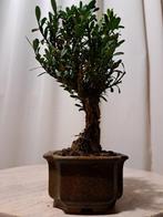Bonsaï Buxus Harlandii dans un plateau à bonsaï. - Hauteur