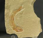 Uitstekende fossiele vissen - Zeer gedetailleerd. -