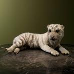 Witte Tijger Welp Taxidermie Opgezette Dieren By Max, Ophalen of Verzenden, Nieuw, Wild dier, Opgezet dier