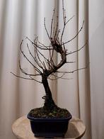 Bonsaï metasequoia dans un pot de bonsaï. - Hauteur (arbre)