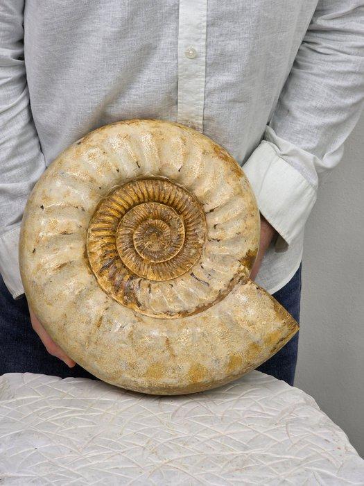 Ammoniet - Gefossiliseerd dier - Large Ammonite Fossil, Collections, Minéraux & Fossiles