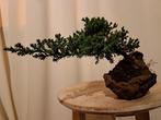 Jeneverbes bonsai (Juniperus) - Hoogte (boom): 12 cm -