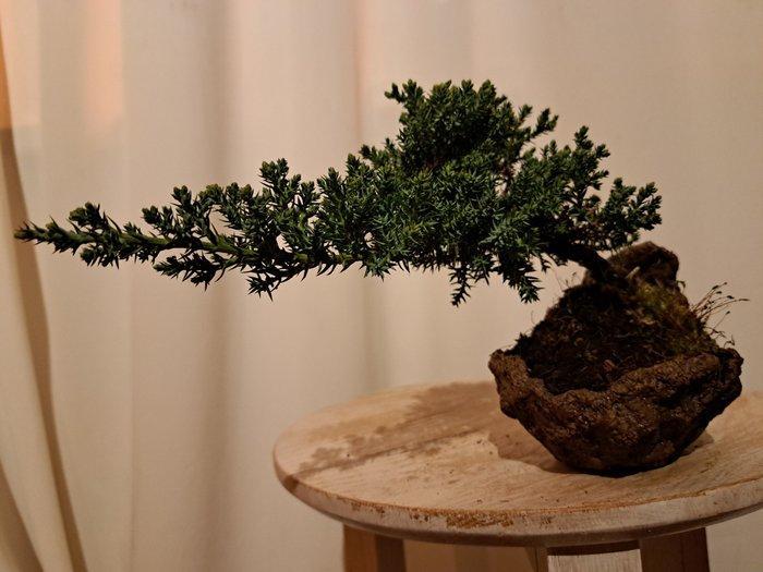 Jeneverbes bonsai (Juniperus) - Hoogte (boom): 12 cm -, Antiek en Kunst, Curiosa en Brocante