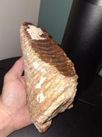 Wolharige mammoet - Fossiele kies - 20 cm - 8 cm, Verzamelen, Mineralen en Fossielen