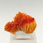 Storm van vanadinite bloedrood op witte bariet Kristallen op, Verzamelen