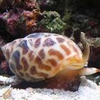 Babylonia slak (Leopard Snail), Dieren en Toebehoren