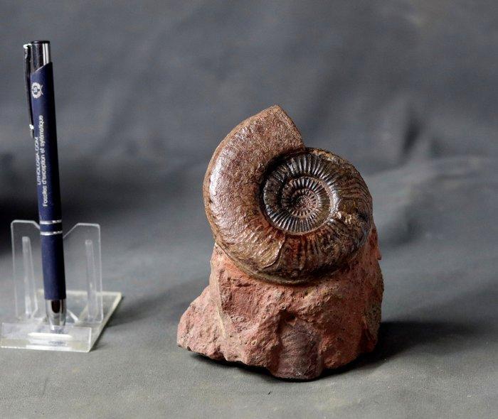 Fijne ammoniet met goede preservatie - Beide zijden, Verzamelen, Mineralen en Fossielen