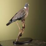 Duif Taxidermie Opgezette Dieren By Max, Ophalen of Verzenden, Nieuw, Vogel, Opgezet dier