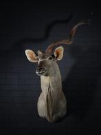 Grand Koudou Support mural pour taxidermie - Tragelaphus, Verzamelen, Dierenverzamelingen, Nieuw