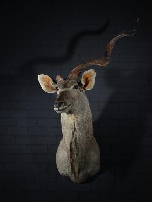 Grand Koudou Support mural pour taxidermie - Tragelaphus, Verzamelen, Dierenverzamelingen