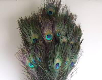 Pauw veren Lang / stuk Peacock feather natural, Hobby & Loisirs créatifs, Bricolage