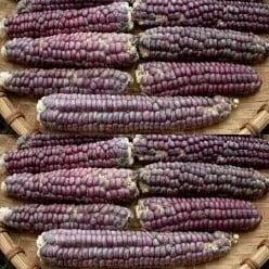 Zea Siermais Mandan Rood Clay Lavender Mandan, Hobby & Loisirs créatifs, Bricolage