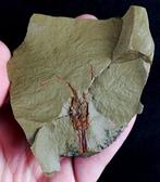 Primitieve enigmatische crinoïde!!! – extreem zeldzaam -