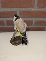 kleine bloemputter Taxidermie volledige montage - Carduelis, Verzamelen, Dierenverzamelingen, Nieuw