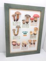 Beautiful collage of mushrooms for teaching material. -, Antiek en Kunst