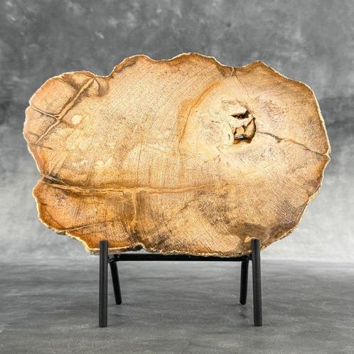 Prachtige plak versteend hout op een op maat gemaakte, Antiek en Kunst, Kunst | Designobjecten
