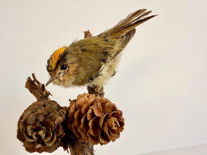 Goldcrest (Mannelijk) Taxidermie volledige montage - Regulus, Verzamelen, Dierenverzamelingen