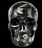 XXL 1.058 kg fossiele schedel Shiva stone, Crinoid,