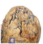 Prachtig bewaarde enorme ijs­tijd wolharige mammoet