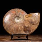 Gefossiliseerde schelp - Red Opal Ammonite - Aioloceras