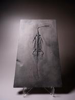 Fossiele matrix - Pregnant Keichousaurus - 26.5 cm - 15.5 cm