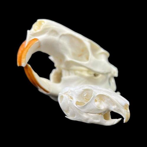 Nutria américaine, chinchilla Crâne de mammifère - Rodentia, Verzamelen, Dierenverzamelingen