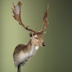 Damhert Support de corps entier pour taxidermie - Dama dama, Verzamelen, Dierenverzamelingen, Nieuw