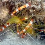 Stenopus Cyanoscelis (Gele Kappersgarnaal), Dieren en Toebehoren, Vissen | Aquariumvissen