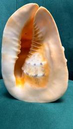 cassis cornuta Coquillage marin - Cassis cornuta (Sans prix, Antiek en Kunst