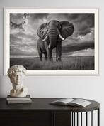 Rudy barret - Majesté Sauvage - XL