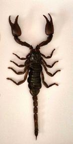 Schorpioen Taxidermie volledige montage - Heterometrus