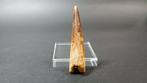 Spinosaurus - Fossiele tanden - 6.7 cm - 2 cm (Zonder, Verzamelen
