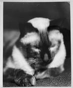 René-Jacques (René Giton, dit) (1908-2003 - Kodak (le chat, Antiek en Kunst, Kunst | Designobjecten