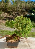 Bonsaï Genévrier (Juniperus) - Hauteur (arbre) : 15 cm -