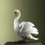 Knobbelzwaan Taxidermie Opgezette Dieren By Max, Verzamelen, Ophalen of Verzenden, Nieuw, Vogel, Opgezet dier
