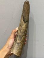 Mammouth laineux - Défense fossilisée - Mammuthus