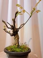 Wisteria bonsai - Hoogte (boom): 25 cm - Diepte (boom): 20