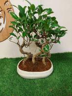 ficus ginseng - Hoogte (boom): 40 cm - Diepte (boom): 30 cm, Antiek en Kunst