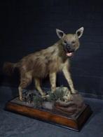 bruine hyena Taxidermie schoudermontage - Hyaena brunnea -, Nieuw