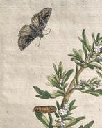 Maria Sibylla Merian (1647–1717) - Ciclo della Falena