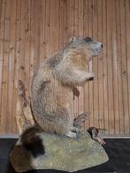 Alpine Marmot - staand beeld Taxidermie volledige montage -, Verzamelen, Nieuw