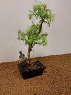 Lariks bonsai (Larix) - Hoogte (boom): 35 cm - Diepte