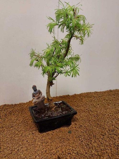 Lariks bonsai (Larix) - Hoogte (boom): 35 cm - Diepte, Antiek en Kunst, Curiosa en Brocante