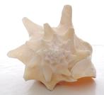 Zeeslak Zeeschelp - Strombus gigas, Nieuw